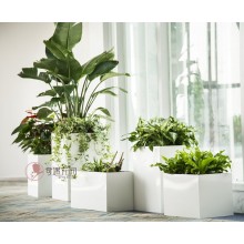 專注室內(nèi)綠植服務(wù)8年，綠植租賃，免費(fèi)養(yǎng)護(hù)，一站式商務(wù)空間